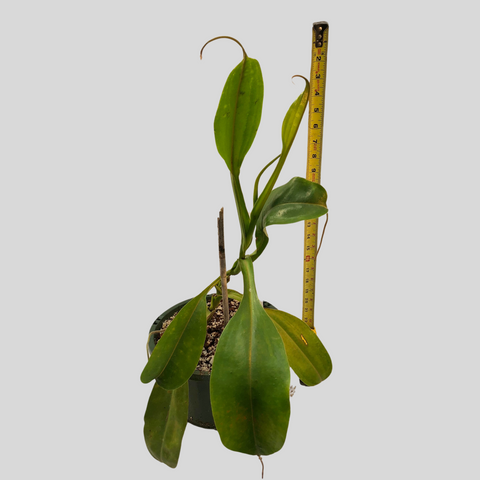 Nepenthes izumiae x truncata