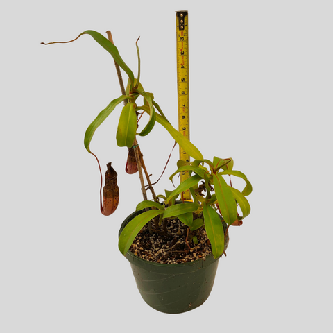 Nepenthes spectabilis x ventricosa