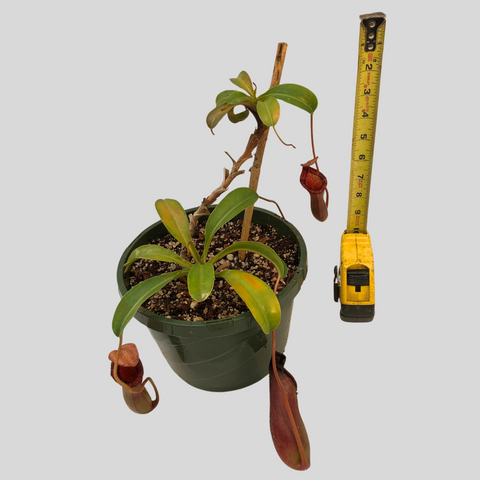 Nepenthes sp. (1)