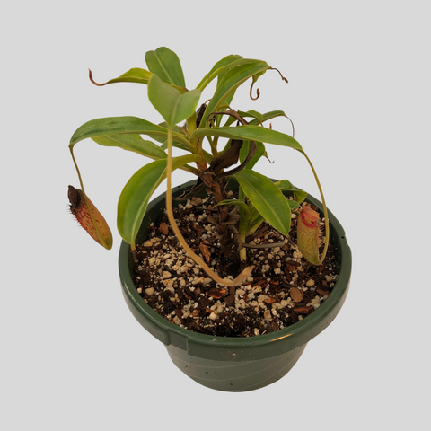 Nepenthes sp. (2)