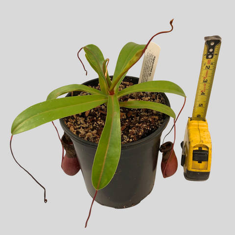 Nepenthes sp. (4)