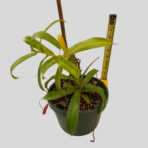 Nepenthes sp. (3)
