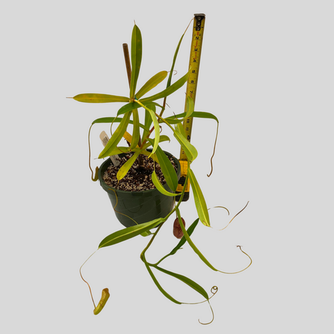 Nepenthes sp. (5)