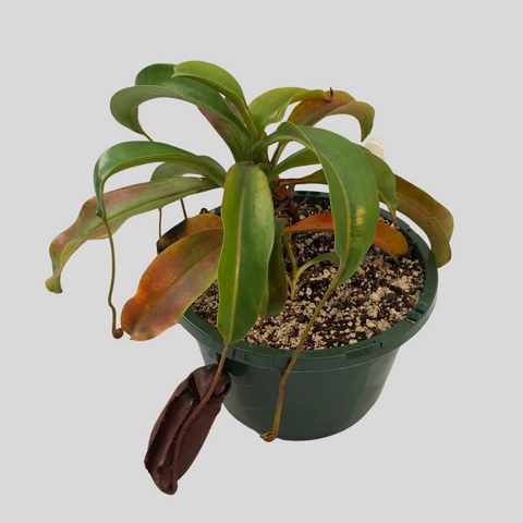 Nepenthes thorelii x trusmadiensis (EP)