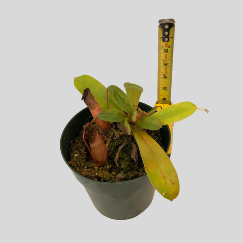 Nepenthes ventricosa 'k'