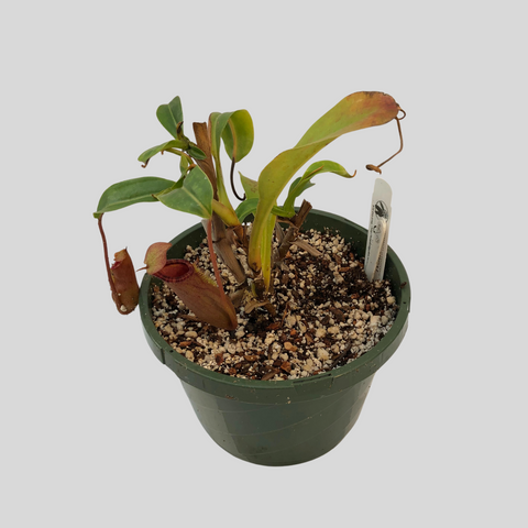 Nepenthes ventricosa x trusmadiensis