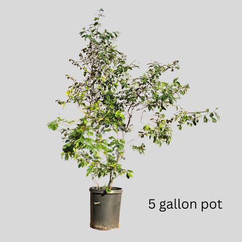 Magnolia figo tree in 5 gallon pot