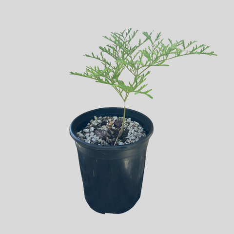 Pelargonium triste hybrid (upright form)