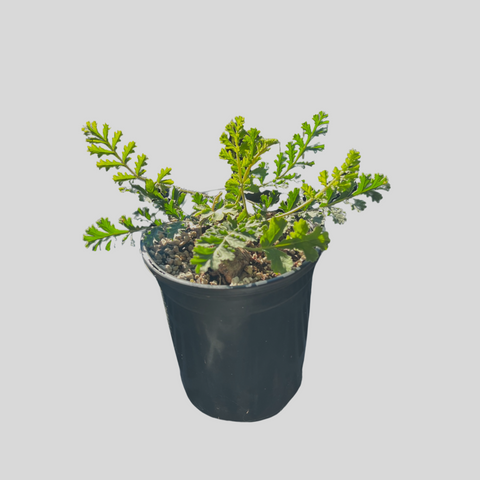 Pelargonium triste hybrid (low growing)