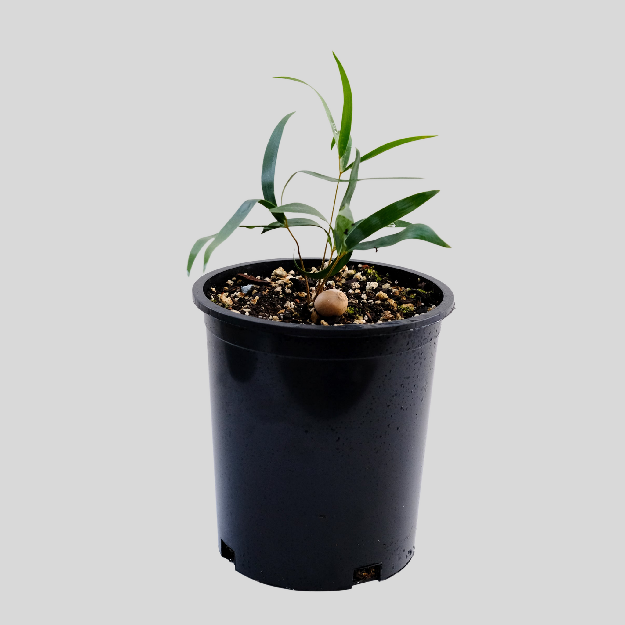 Certozamia_zaragozae