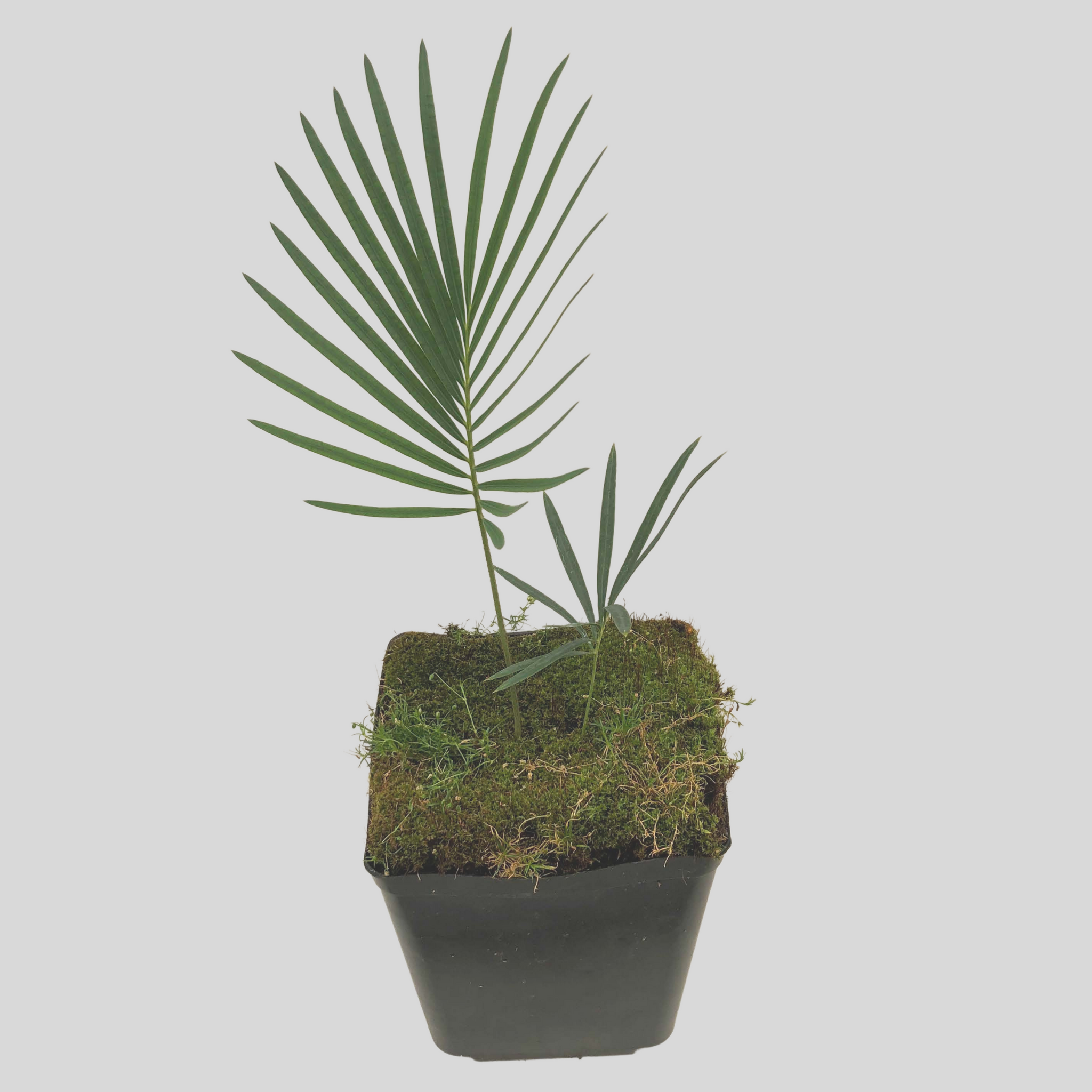 Cycas panzhihuaensis