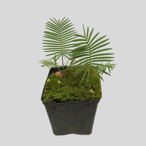 Dioon_angustifolium
