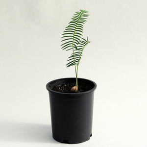 Dioon tomasellii
