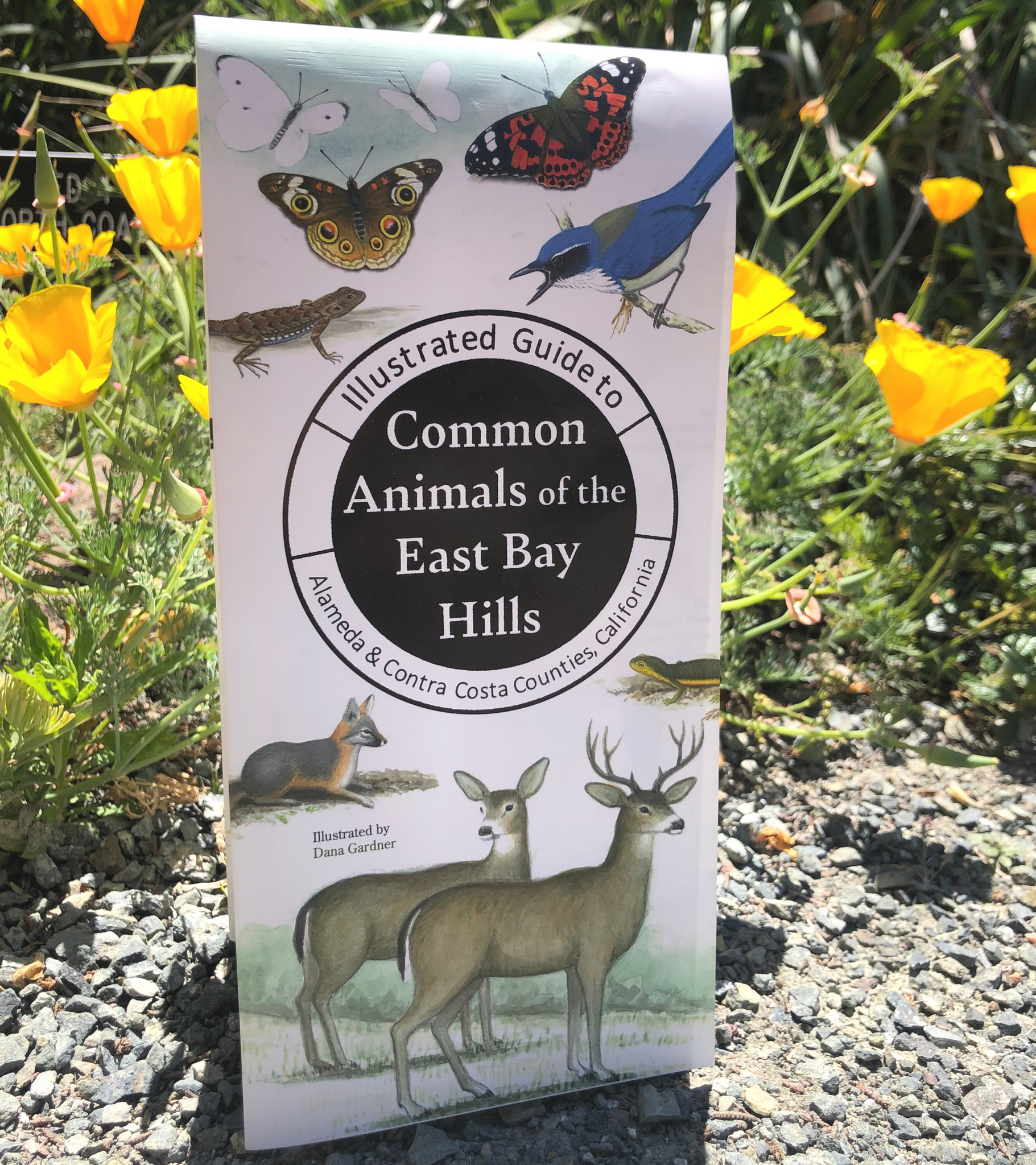 Illustrated Guide to Common Animals of the East Bay Hills - SPECIAL $5.95