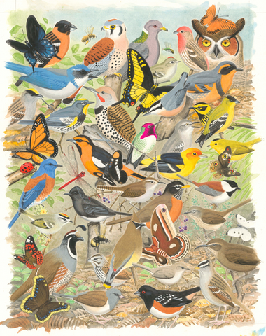 Fauna of UCBG: 12" x 16" Giclee Print