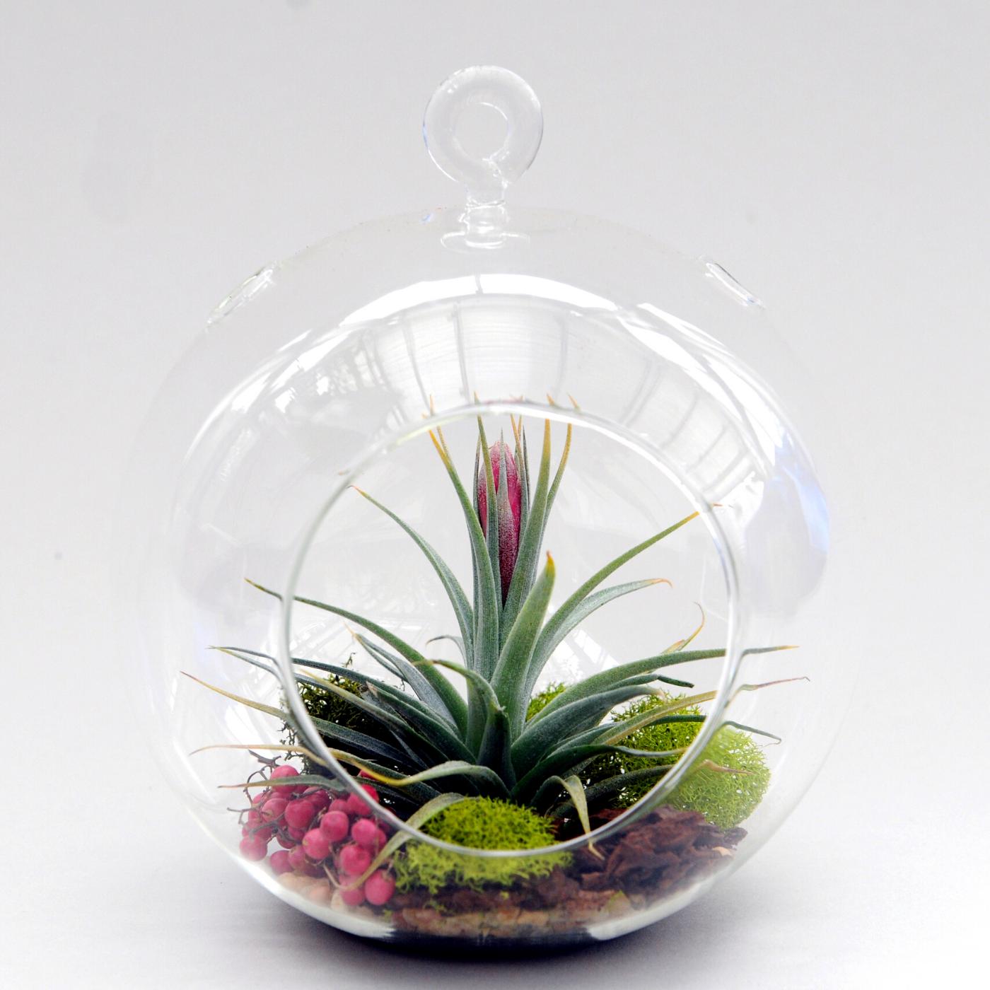 Tillandsia Globe