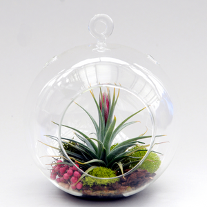 Tillandsia Globe